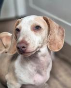 Teckel Puppies Piebald, Dieren en Toebehoren, Honden | Teckels en Dashonden, Standaard, Rabiës (hondsdolheid), Reu, 8 tot 15 weken