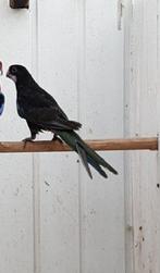 GEZOCHT! Een zwarte rosella pop, Dieren en Toebehoren, Vogels | Parkieten en Papegaaien