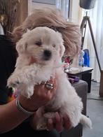 Te koop  Boomer Pup, Teef, Eén hond, Klein, Nederland
