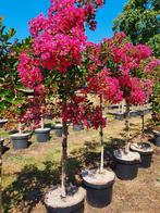 Lagerstroemia indica Mimie Dablage / treurvorm Lagerstroemia, Tuin en Terras, Planten | Bomen, In pot, Zomer, Volle zon, Treurboom