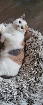 Britse Korthaar met DBE en stamboom, Dieren en Toebehoren, Katten en Kittens | Raskatten | Korthaar, Meerdere dieren, Ontwormd