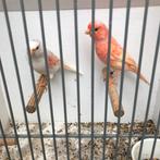 Koppel rood mozaïek, Dieren en Toebehoren, Vogels | Kanaries, Meerdere dieren, Kleurkanarie