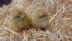 Orpington buff kuikens, Dieren en Toebehoren, Pluimvee, Kip
