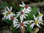 Witte aster - Sneeuwsteraster voor elke plek, Bodembedekkers, Vaste plant, Ophalen of Verzenden, Halfschaduw