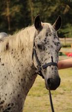 Appaloosa merrie, Zadelmak, Ontwormd, 7 tot 10 jaar, Recreatiepony
