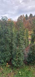 Portugese Laurier 200-225cm, Tuin en Terras, Planten | Bomen, Ophalen, Bloeit niet, Halfschaduw, 100 tot 250 cm