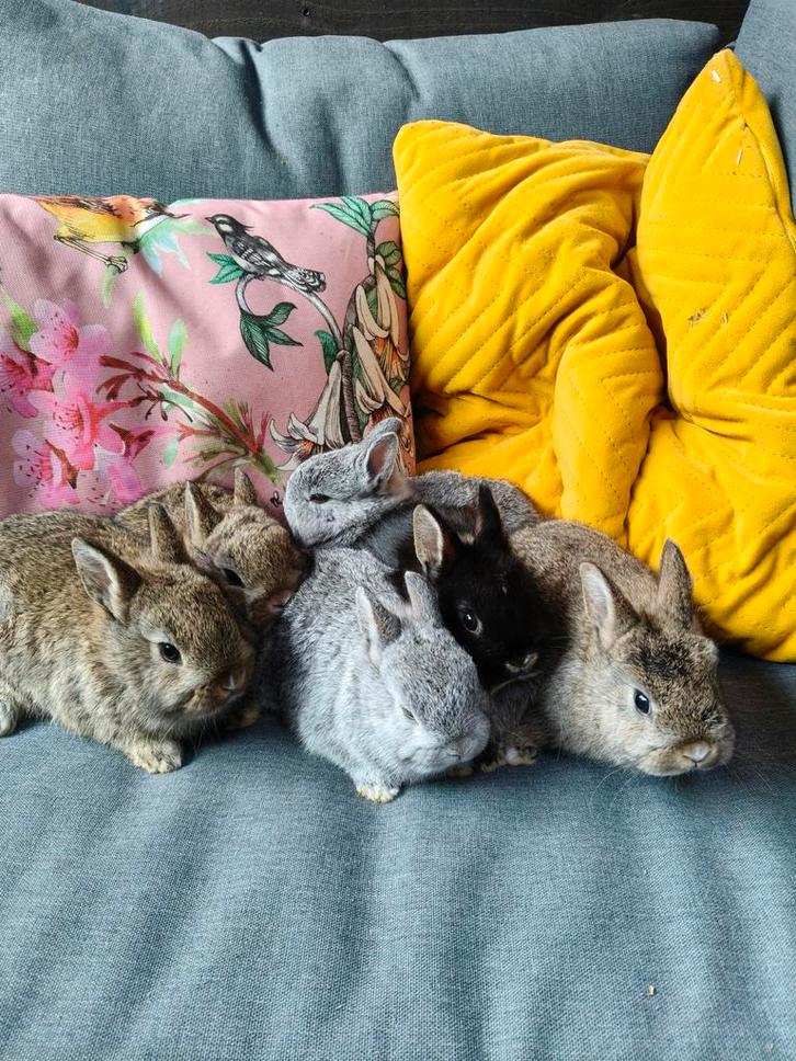 Baby dwergkonijntjes, Dieren en Toebehoren, Konijnen, Dwerg, Meerdere dieren