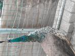 Bonte/spalding pauwen te koop, Dieren en Toebehoren, Pluimvee, Meerdere dieren, Kip