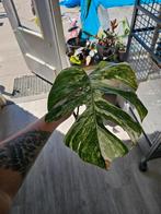 Monstera albo veriegated, Ophalen, Overige soorten, Minder dan 100 cm