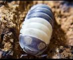 Panda isopods, Overige soorten
