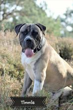 Boerboel x Presa Canario ter dekking, Dieren en Toebehoren, Honden | Dekreuen, CDV (hondenziekte), Particulier, Meerdere, 3 tot 5 jaar