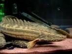 GEZOCHT nile bichir (polypterus bichir), 0 tot 2 jaar
