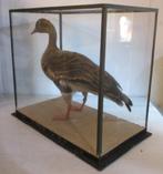 supergroot taxidermy opgezette gans in glazen box vitrine, Antiek en Kunst, Ophalen