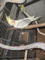 Koppel valkparkieten snowy en jarah, Dieren en Toebehoren, Vogels | Parkieten en Papegaaien, Meerdere dieren, Parkiet, Geringd