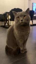 Britse korthaar Kater kat                    (Geen kitten, Dieren en Toebehoren, Kater, Kortharig