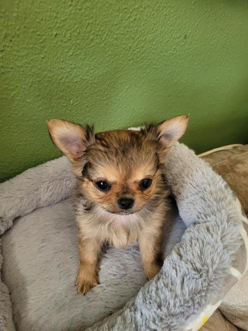 We hebben nog 1 mooie kleine Chihauhau pupje., Dieren en Toebehoren, Honden | Chihuahua's en Gezelschapshonden, Reu, Overige rassen