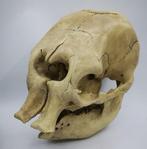 Replica schedel babyolifant PREPARATENSHOP, Verzamelen, Dierenverzamelingen, Ophalen of Verzenden, Zo goed als nieuw, Schedel