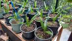 Trachycarpus fortunei zaailingen, Ophalen, Zomer, Overige soorten, Volle zon