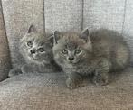 Britse korthaar kittens, Dieren en Toebehoren, Katten en Kittens | Raskatten | Korthaar, Meerdere dieren, Ontwormd