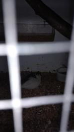 Gratis Chinese dwergkwartel man., Dieren en Toebehoren, Vogels | Overige Vogels, Mannelijk