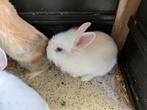 Lieve baby konijntjes Hollanders, Dieren en Toebehoren, Konijnen, Meerdere dieren, Klein, 0 tot 2 jaar