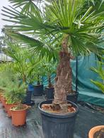 Wintervaste palmbomen Fortunei Canariënsis Washingtonia etc, Overige soorten, 100 tot 250 cm, Zomer, Ophalen