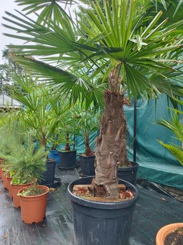 Wintervaste palmbomen Fortunei Canariënsis Washingtonia palm beschikbaar voor biedingen