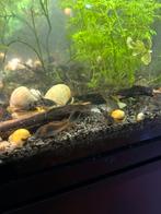 Corydora Orange Venezuela, Dieren en Toebehoren, Vissen | Aquariumvissen, Vis