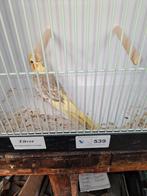 Valkparkiet, Mannelijk, Parkiet, Geringd