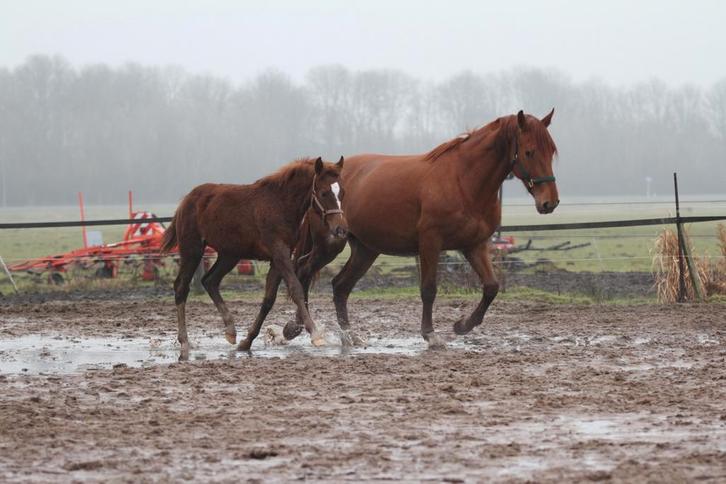 Veel belovend merrie veulen, Dieren en Toebehoren, Paarden, Hengst, Minder dan 160 cm, 0 tot 2 jaar, Dressuurpaard, Ontwormd