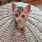 Lieve lapjespoes kitten Kiki, Dieren en Toebehoren, Katten en Kittens | Overige Katten, Poes, Kortharig, 0 tot 2 jaar