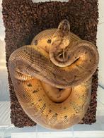 1.0 Pastel clown, nakweek 2020, Dieren en Toebehoren, Reptielen en Amfibieën, Slang, 3 tot 6 jaar