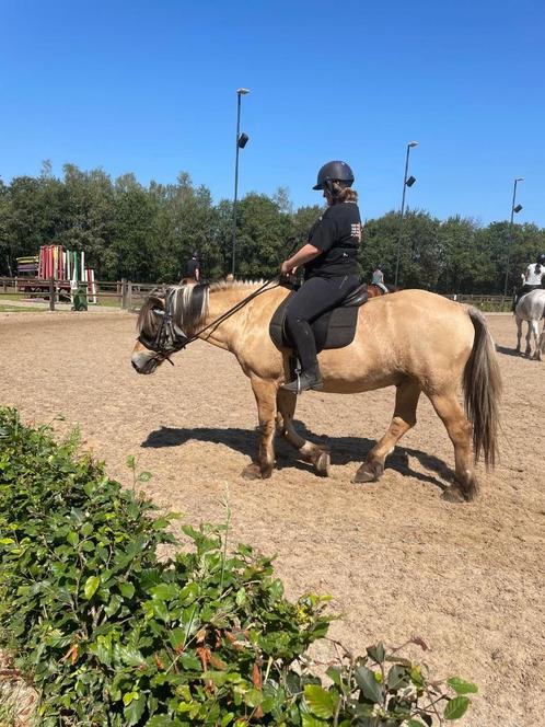 Verzorg paard gezocht!, Dieren en Toebehoren, Paarden en Pony's | Verzorgingsproducten, Ophalen of Verzenden