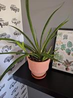 Sansevieria stekjes, Huis en Inrichting, Overige soorten, Minder dan 100 cm, Ophalen of Verzenden, Halfschaduw