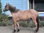 2 pony's te koop, Dieren en Toebehoren, Pony's, Gechipt, Zadelmak, Meerdere dieren, Recreatiepony