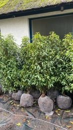 Portugese laurier 100/1,20 2,5 per strekkende meter, Ophalen, Laurier, 100 tot 250 cm