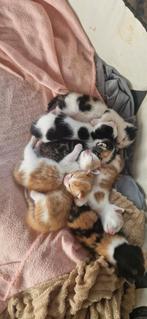 Kittens, Dieren en Toebehoren, Katten en Kittens | Overige Katten, Meerdere dieren