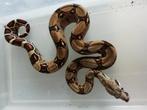 Boa Constrictor Imperator 0.0.9, Slang, 0 tot 2 jaar, Tam