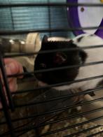 Goud hamster, Dieren en Toebehoren, Knaagdieren, Hamster, Augustus, Geslacht onbekend, Tam