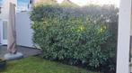 3 stuks Glansmispel Photinia Fraseri (Red Robin), Tuin en Terras, Ophalen, Overige soorten, Haag, 250 cm of meer