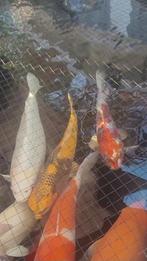 Kin ki Utsuri 55cm, man, Dieren en Toebehoren, Vissen | Vijvervissen, Karper of Koi