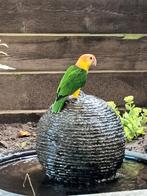 Caique roestkop, Dieren en Toebehoren, Vogels | Parkieten en Papegaaien, Papegaai, Geslacht onbekend, Tam