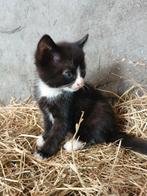 ** Lieve boerderijkittens te koop! **, Dieren en Toebehoren, Katten en Kittens | Overige Katten, Meerdere dieren, Kortharig