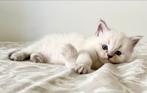 Ragdoll x Maine Coon Kittens, Meerdere dieren, Ontwormd, 0 tot 2 jaar