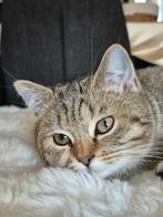 Katjes bkh 5 manden oud