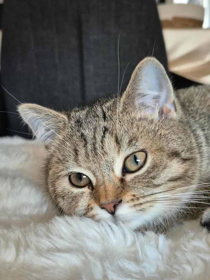 Katjes bkh 5 manden oud, Dieren en Toebehoren, Katten en Kittens | Dekkaters