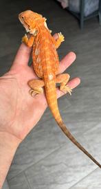 Oranje leatherback baardagaam man, Hagedis, 0 tot 2 jaar