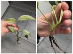 Monstera Laniata Mint, Ophalen of Verzenden, Overige soorten, Minder dan 100 cm