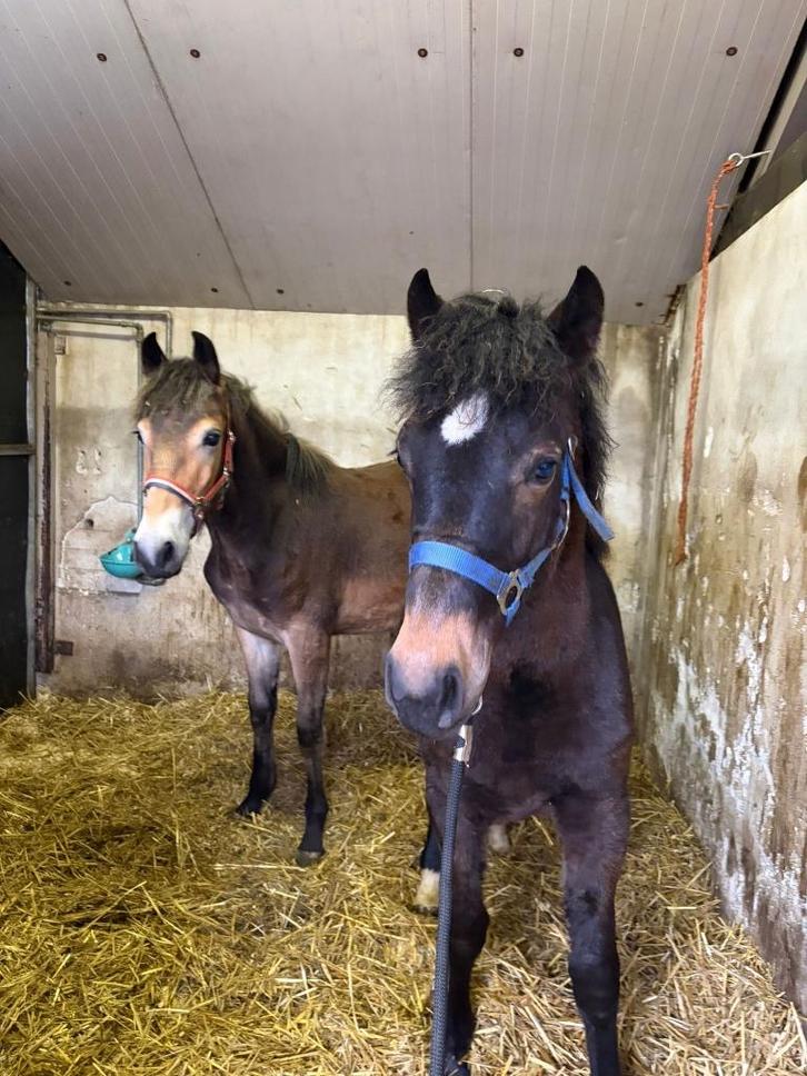 2 jaarling pony's te koop (hengst & merrie), Dieren en Toebehoren, Pony's, Meerdere dieren, Onbeleerd, C pony (1.27m tot 1.37m)