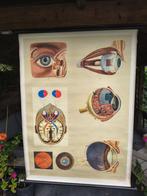 Vintage schoolposter Bouw van het oog., Ophalen, Natuur en Biologie